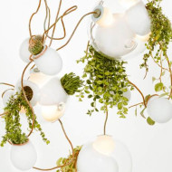 Omer Alber, kolekcja lamp 38, instalacja z lamp i roślin